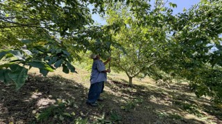 Üreticilerin ceviz hasadı mesaisi başladı
