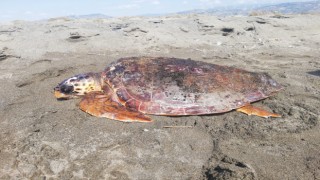 Yaralı caretta caretta tedavi altına alındı