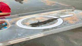 Zehirli dikenli çizgili kedi balığı Adanada görüldü