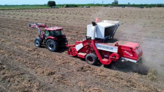 Adana sıcağı yer fıstığı verimini düşürdü