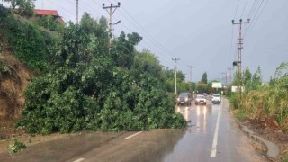 Adanada fırtına ağaç devirdi