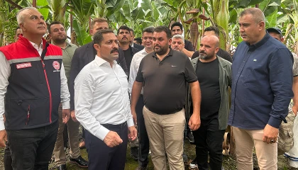 Afetzede kardeşler deprem bölgesinde 120 dönüm serada muz üretiyor