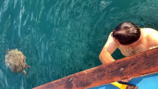 Alanyada denizde şaşırtan karşılaşma: Dev carretta caretta ile 1,5 saat yüzdüler