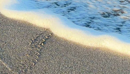 Alanyada yavru caretta carettalar mavi sularla buluşmaya devam ediyor