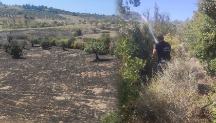 Altınözü’nde zeytinlik yangını