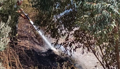 Antakyada zeytinlik yangını