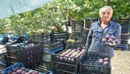 Antalyada Bursa siyah incir hasadı tamamlandı