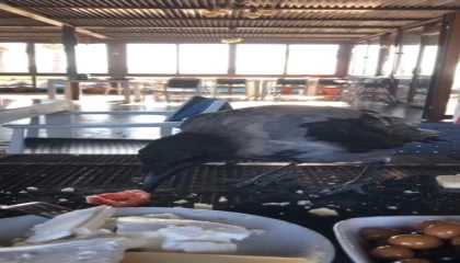 Antalyada restorana gelip kahvaltıya eşlik eden karga gülümsetti