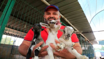 Antalyanın Nijeryalı Cüce Keçileri: Avuç içine sığıyorlar, görenler biblo sanıyor