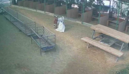 Başına çuval geçen cüce keçi, diğer keçilerin kabusu oldu