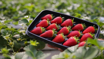 Deprem bölgesinde 34 bin çilek fidesi umutla toprakla buluştu