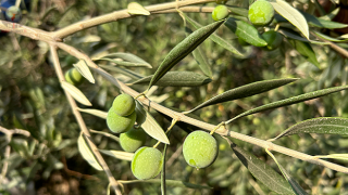 Deprem bölgesinde yüz güldüren hasat; sofralık zeytin kilogram fiyatı 70 TLden alıcı buluyor