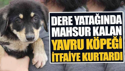 Dere yatağında mahsur kalan köpeği itfaiye kurtardı