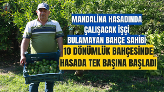 Erkenci mandalina hasadında çalışacak işçi bulamayan bahçe sahibi, 10 dönümlük bahçesinde hasada tek başına başladı