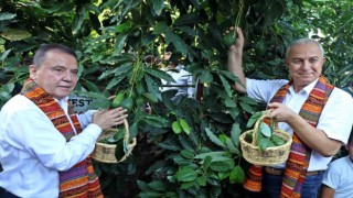 Foodfest Antalya Uluslararası Gastronomi Festivali kapsamında avokado ve mango hasadı yapıldı