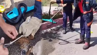 Hatayda balık ağına takılan yılan itfaiye ekiplerince kurtarıldı