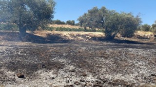 Hatayda zeytinlik alanda çıkan yangın söndürüldü
