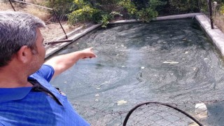 Havuzda mahsur kalan yılan ve fareyi kurtardı, güle güle diye uğurladı