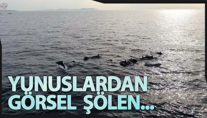 İskenderun Körfezinde yunus balığı heyecanı