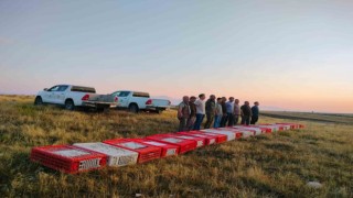 Ispartaya getirilen bin adet çil keklik doğaya bırakıldı