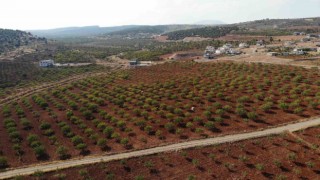 Kahramanmaraşta baklavalık fıstık hasadı