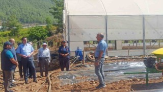 Kaymakam Topsakaloğlu, çilek serasında incelemelerde bulundu