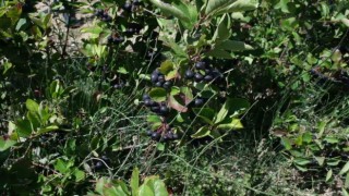 Mersinde aronya hasadı başladı