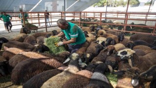 Mersinde üreticiler, küçükbaş hayvan desteği ile işletme sahibi oluyor