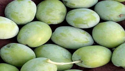 Mut Belediye Başkanı Orhan: Bu yıl 220 bin ton zeytin rekoltesi beklentimiz var