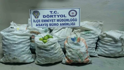 Narenciye bahçesinden 350 kilo mandalina çalan 2 şahıs tutuklandı