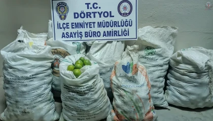 Narenciye bahçesinden 350 kilo mandalina çalan 2 şahıs tutuklandı