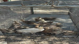 Osmaniyede çiftlikte izinsiz tavus kuşu besleyen kişiye ceza