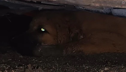 Otomobilin altında mahsur kalan köpeği itfaiye kurtardı