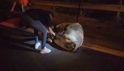 Tırdan kaçarak otoyolda trafiği durduran angus, iğneyle vurularak yakalandı