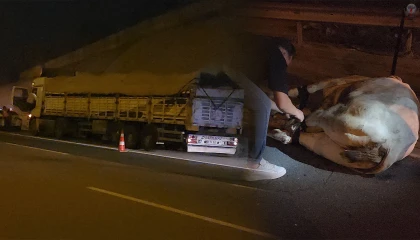 Tırdan kaçarak otoyolda trafiği durduran angus, iğneyle vurularak yakalandı