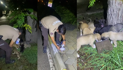 Yavru köpeklerin karnını doyuran bekçiler yürekleri ısıttı