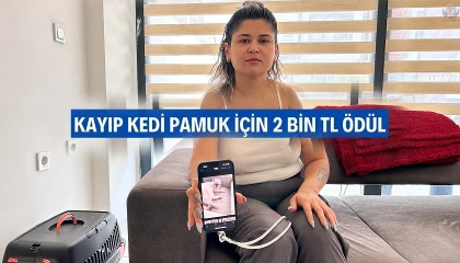 15 gündür beslediği Pamuku bulana ödül verecek