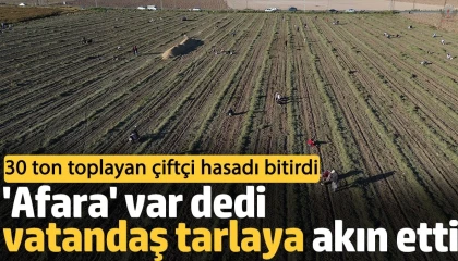 Hatay'da Çiftçi Fıstıkları Vatandaşa Bıraktı