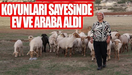 8 yıl önce devlet desteğiyle 31 koyun alan mahallenin tek kadın çobanı, koyunlardan elde ettiği kazançla ev ve araba sahibi oldu