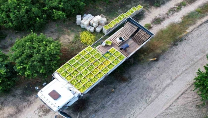 Adanada mandalinadan 500 bin ton verim bekleniyor