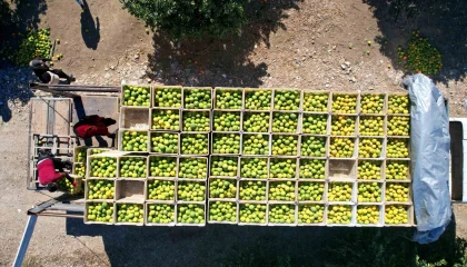 Adanada portakaldan 371 bin ton verim bekleniyor