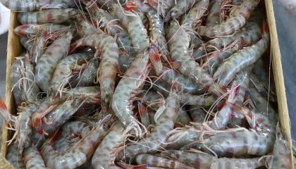 Akdeniz'in karides avcısı ailesi