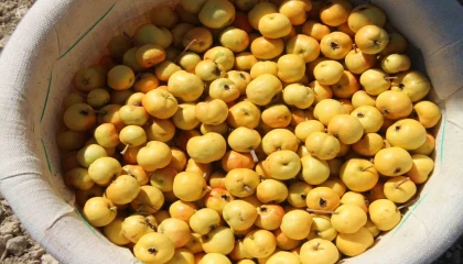 Alıçta hasat başladı