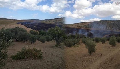 Altınözü’nde anız yangını
