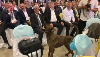 Antalyada fuar alanına girip dron kovalayan köpek gülümsetti