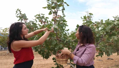 Antalyada kuraklığa dayanıklı Toros fıstığı, tarımsal kalkınmaya destek sağlayacak