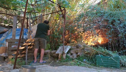 Antalyada sazlık yangını: 3 sera zarar gördü