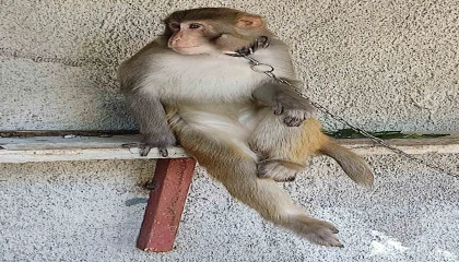 Çocuğu ısıran maymunun sahibine 41 bin 817 lira para cezası