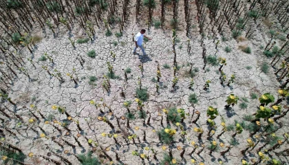 Çukurovada aşırı sıcaklar ürünleri yaktı, çiftçi bu yıl umduğunu bulamadı