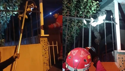 Demir korkuluklara sıkışan kediyi itfaiye kurtardı